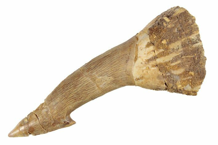 Fossil Sawfish (Onchopristis) Rostral Barb - Morocco #285523